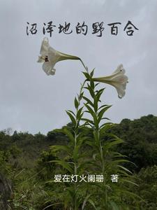 沼泽里的百可花